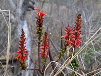 Aloe cryptopoda flE-t.JPG